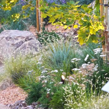 Landscape architecture featuring drought tolerant plants